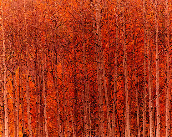 Aspen Impressions