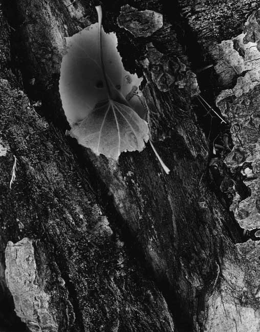 Aspen & Leaf, Lundy Canyon