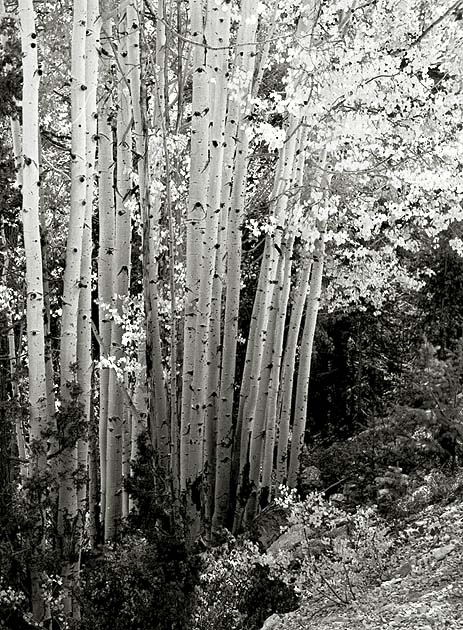 Aspen