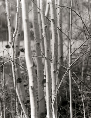 Aspens, Tilden, Ca