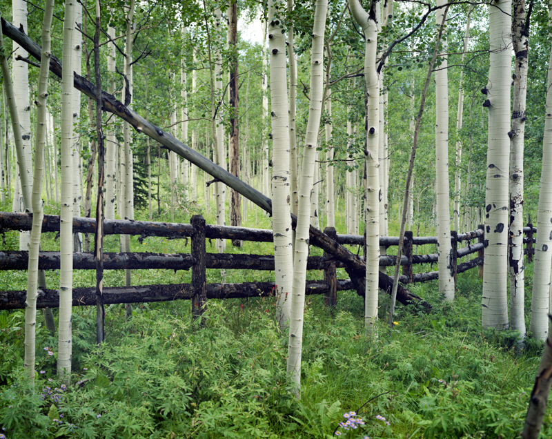 aspens
