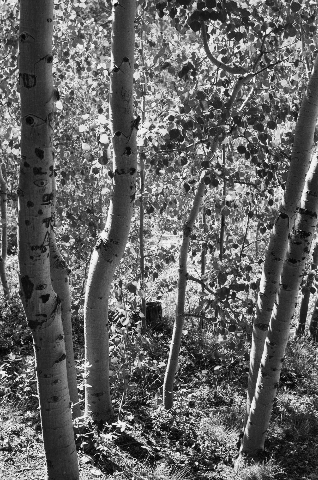Aspens