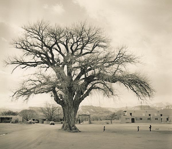 At Play Under the Cottonwood