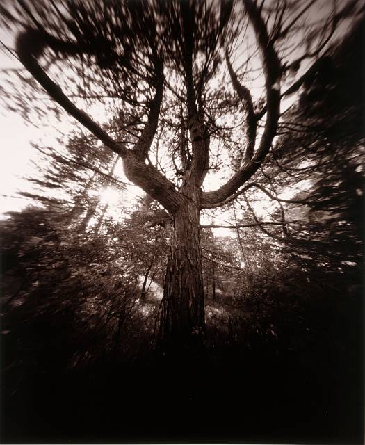 Attack of the Ents