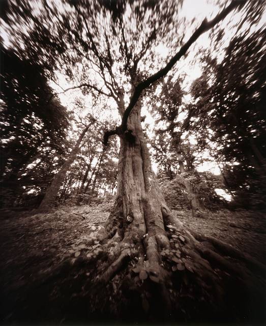 Attack of the Ents