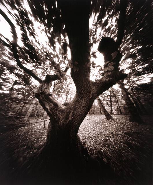 Attack of the Ents