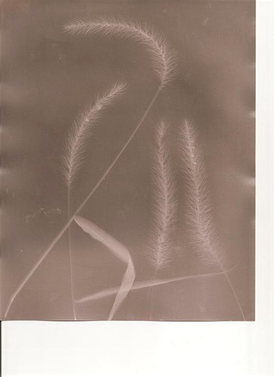 Attempts at Lumen printing