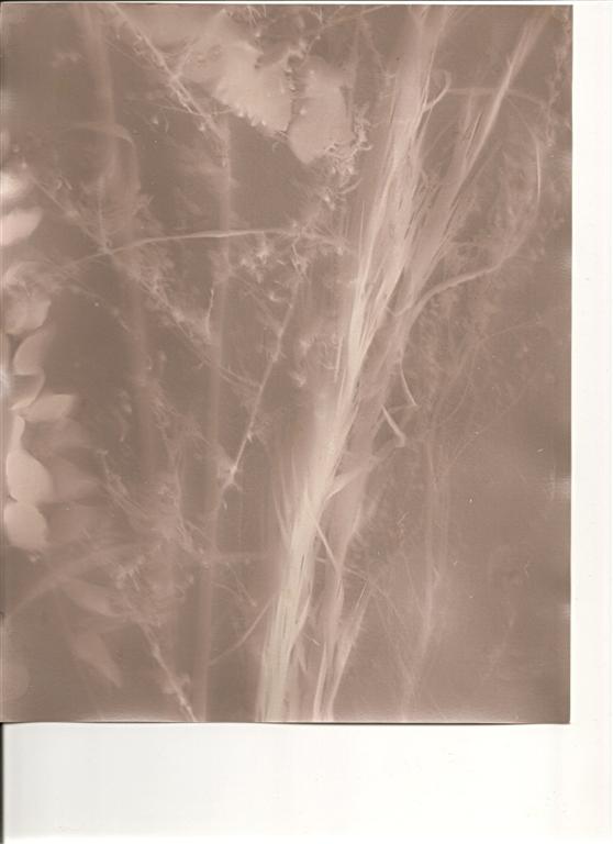 Attempts at Lumen printing