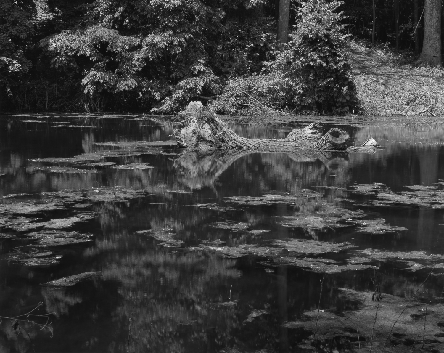 Audubon St. Prk Lake-Log (1500L).jpg