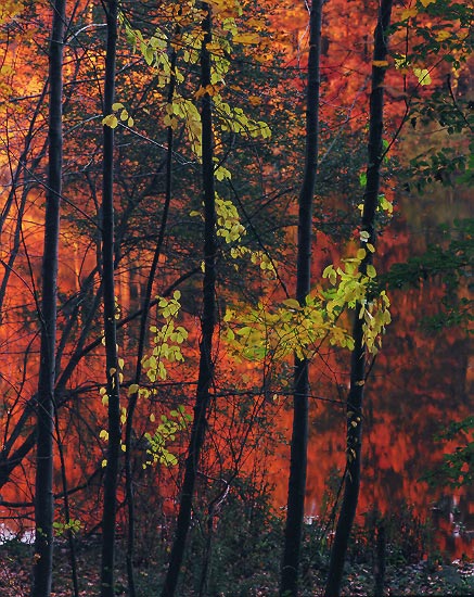 Autumn Abstract