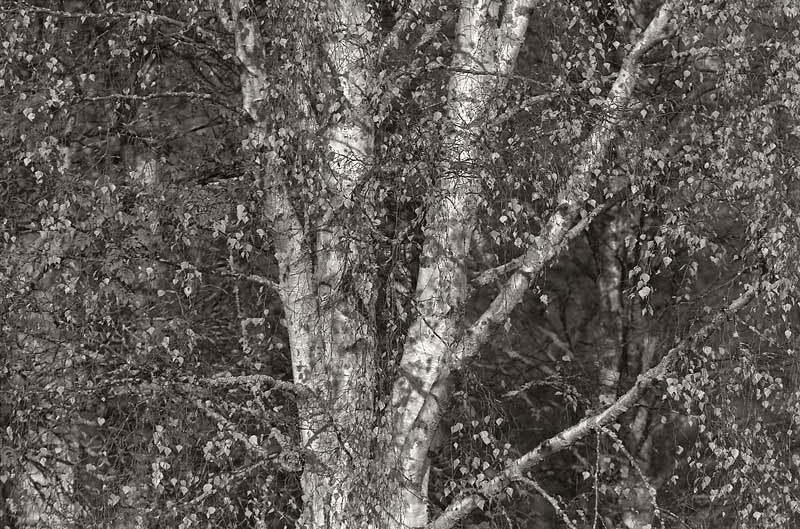 Autumn birch tree