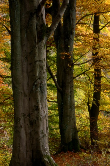 Autumn - Clapham Nature Trail