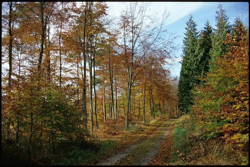 Autumn colours