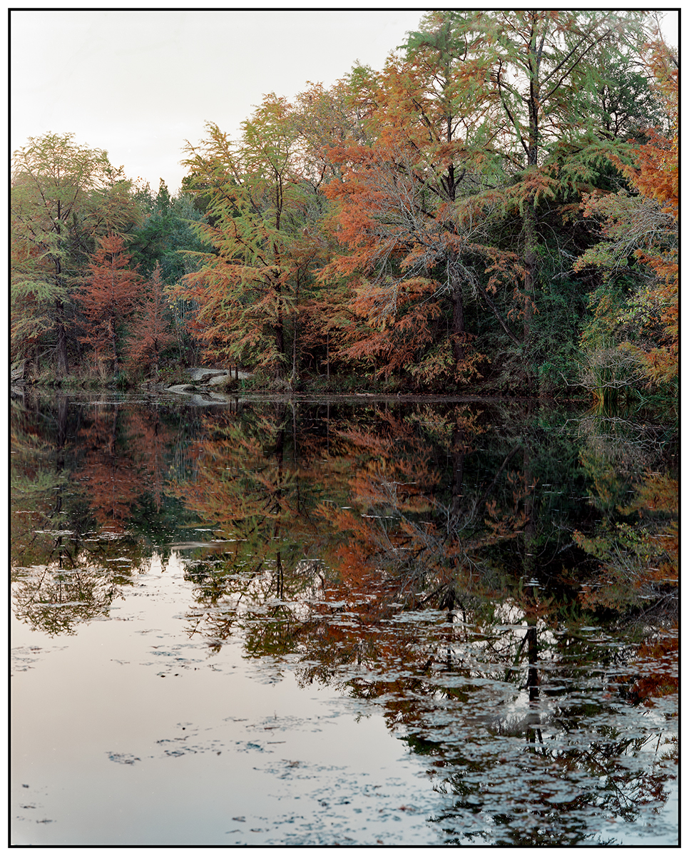 Autumn Cypress 11-23-2025