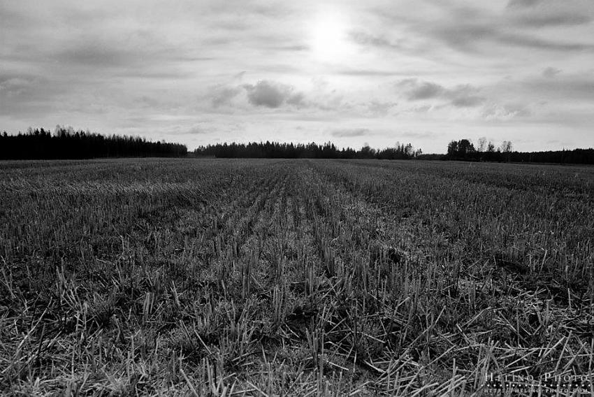 Autumn field