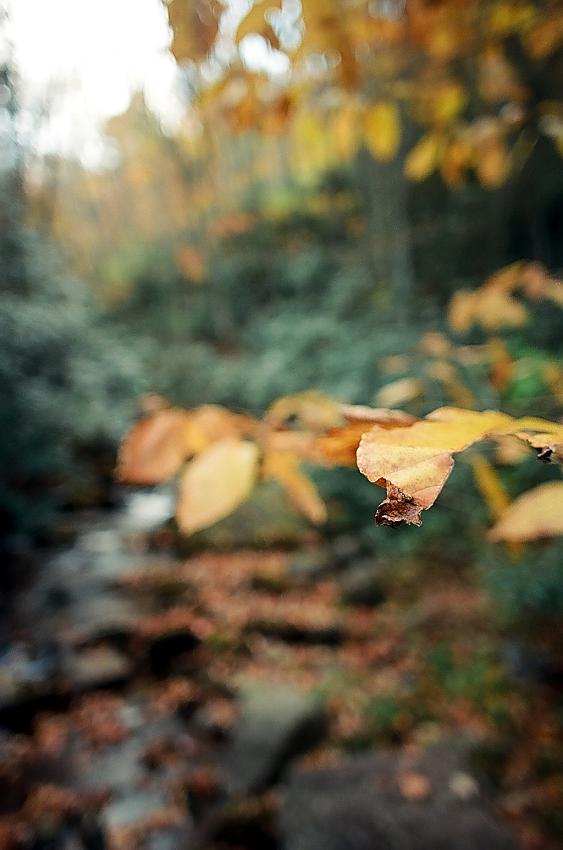 Autumn Flavors