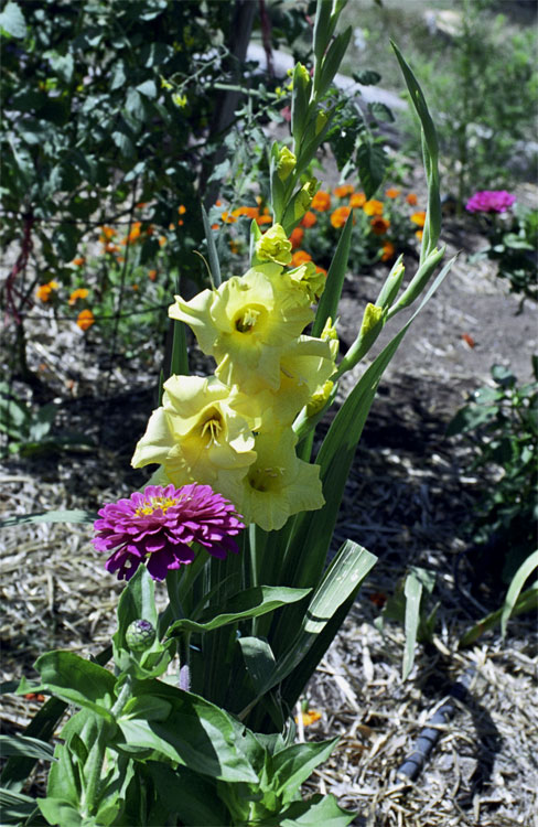 Autumn Flowers