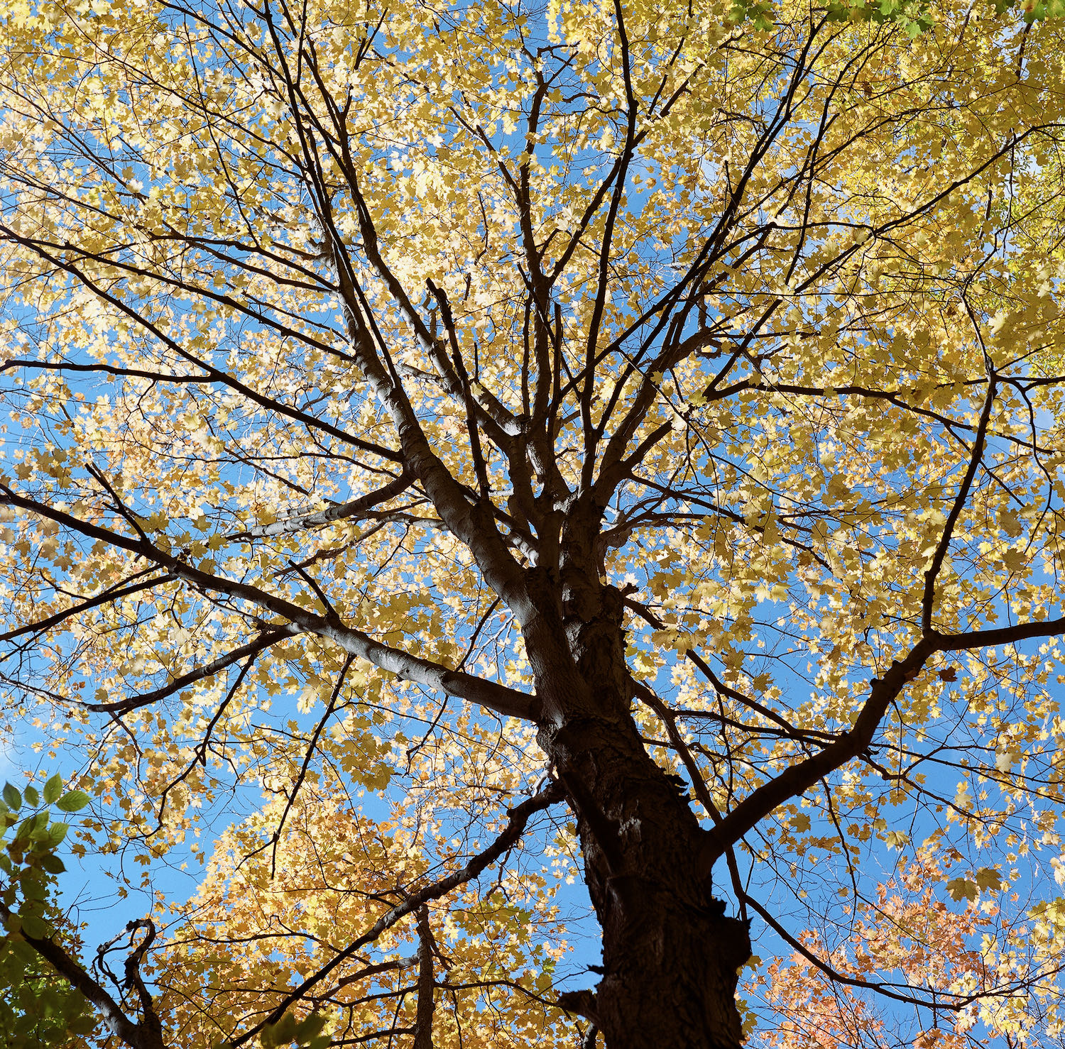 Autumn is like a perhaps hand... (4)