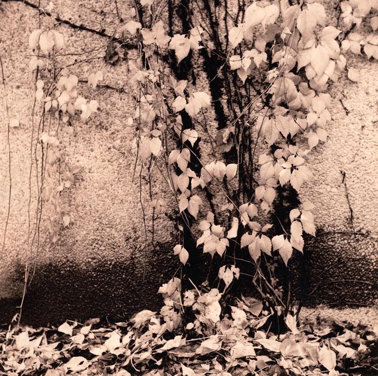 Autumn Ivy
