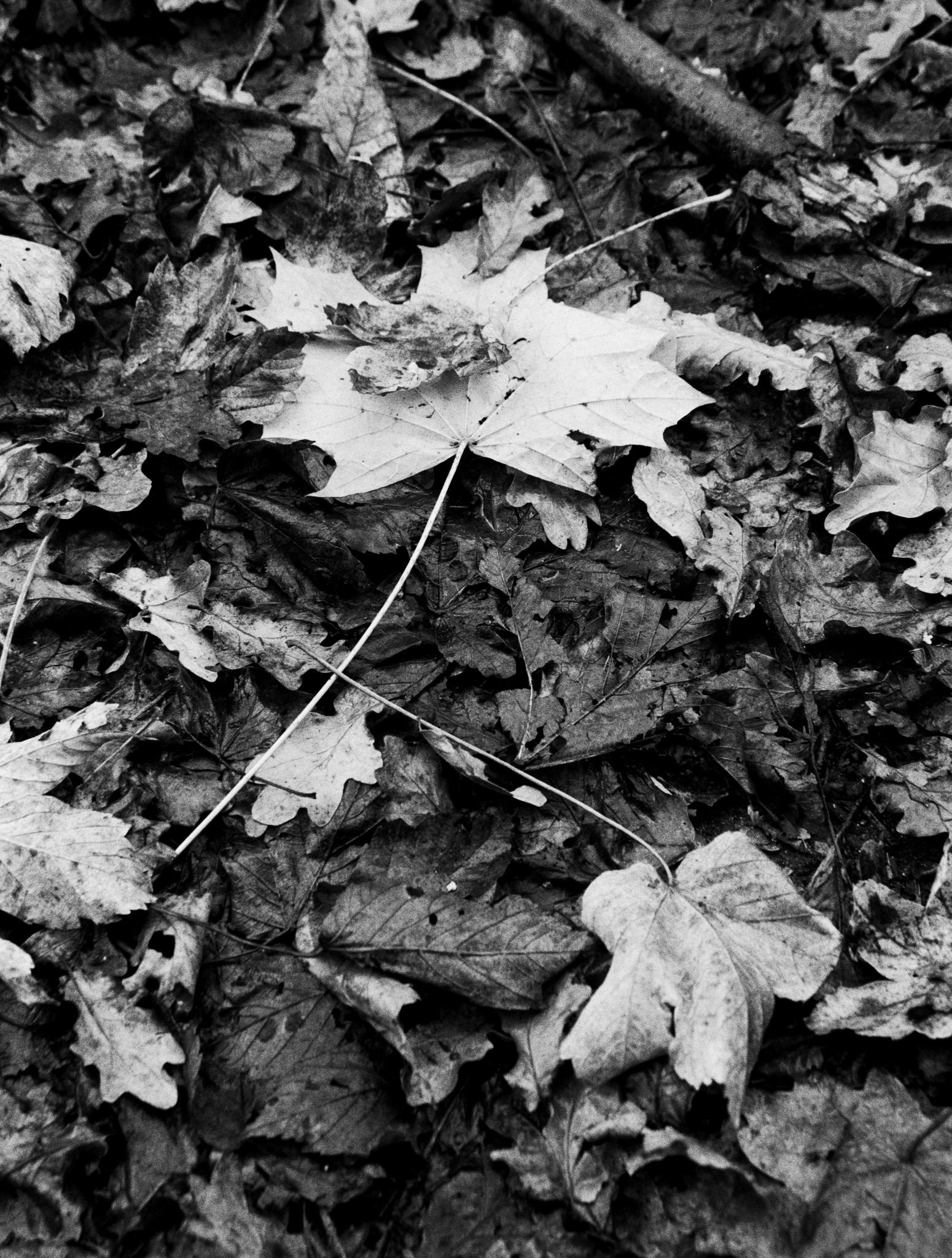 Autumn Leaves - 1