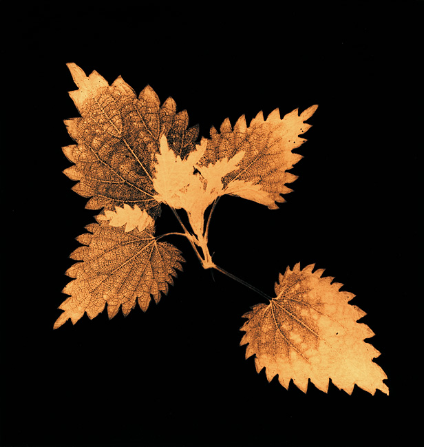 Autumn Leaves #10 Nettle