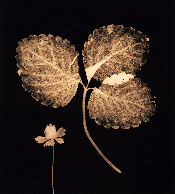 Autumn Leaves #15 Wild Strawberry