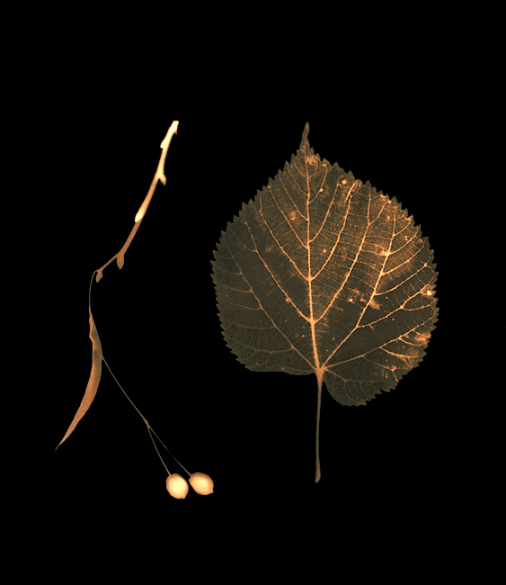 Autumn Leaves #16 Lime, leaf and fruit