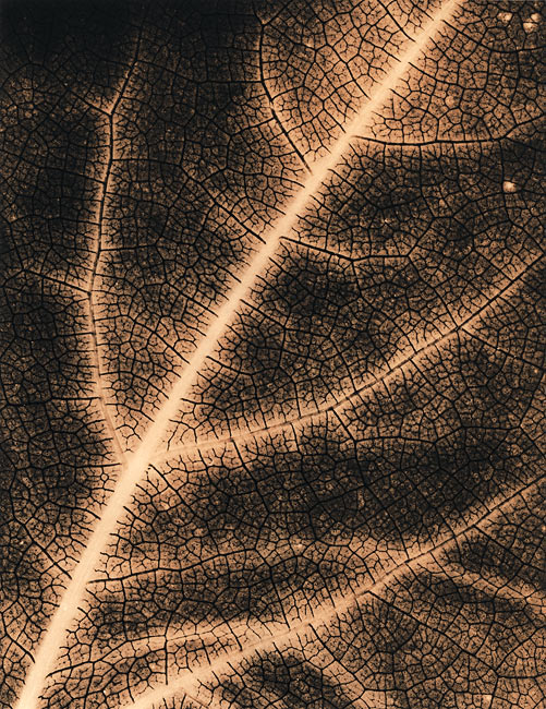 Autumn Leaves  #2 Vine Leaf