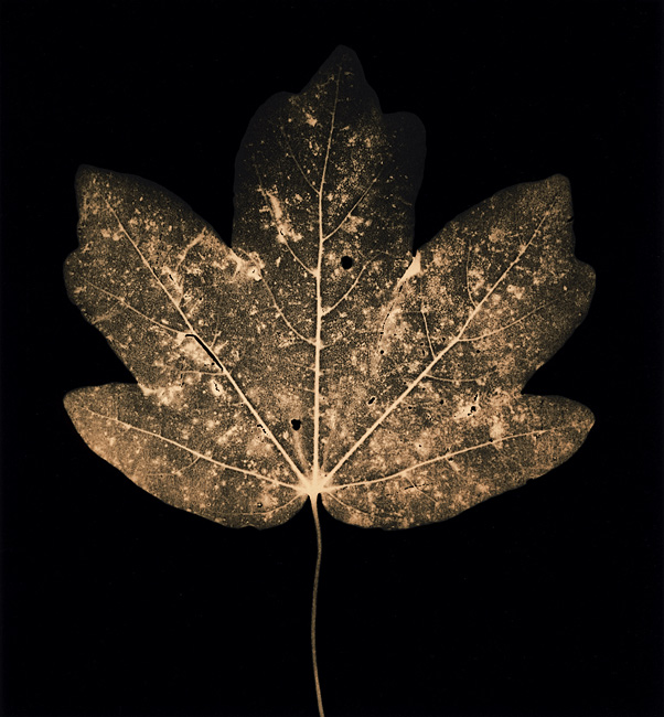 Autumn Leaves  #3  Ash Leaf Maple