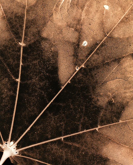 Autumn Leaves  #4  Ash Leaf Maple, Detail