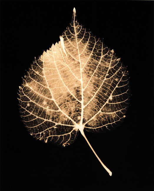 Autumn Leaves #5 Lime