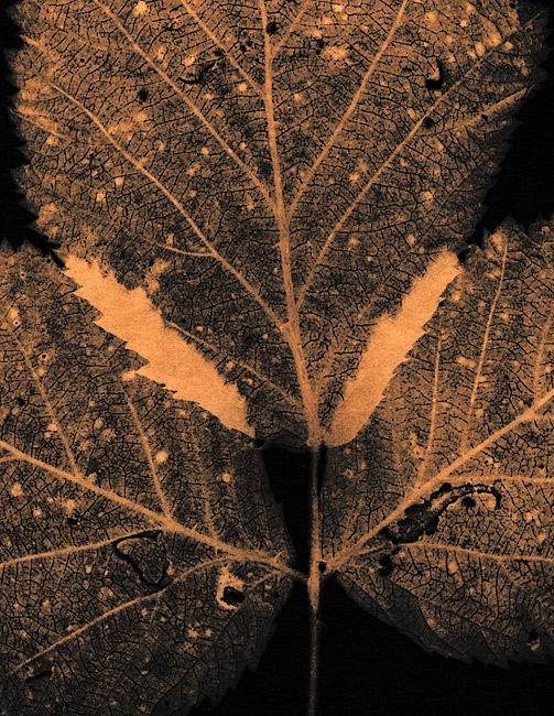 Autumn Leaves #8 Blackberry