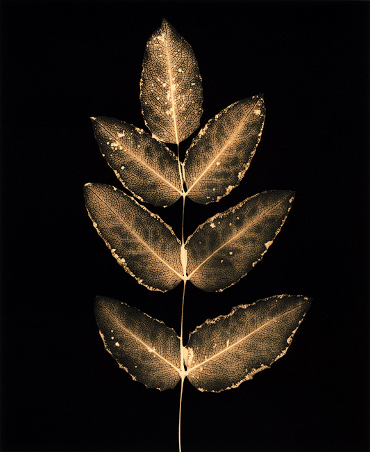 Autumn Leaves #9 Ash