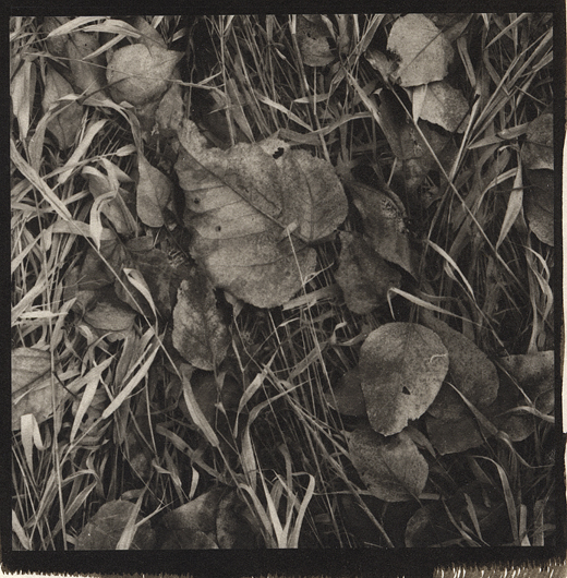 Autumn Leaves and Grass