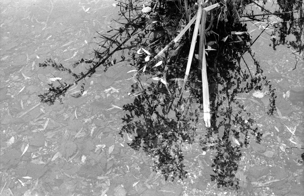 Autumn leaves and reflections - 1