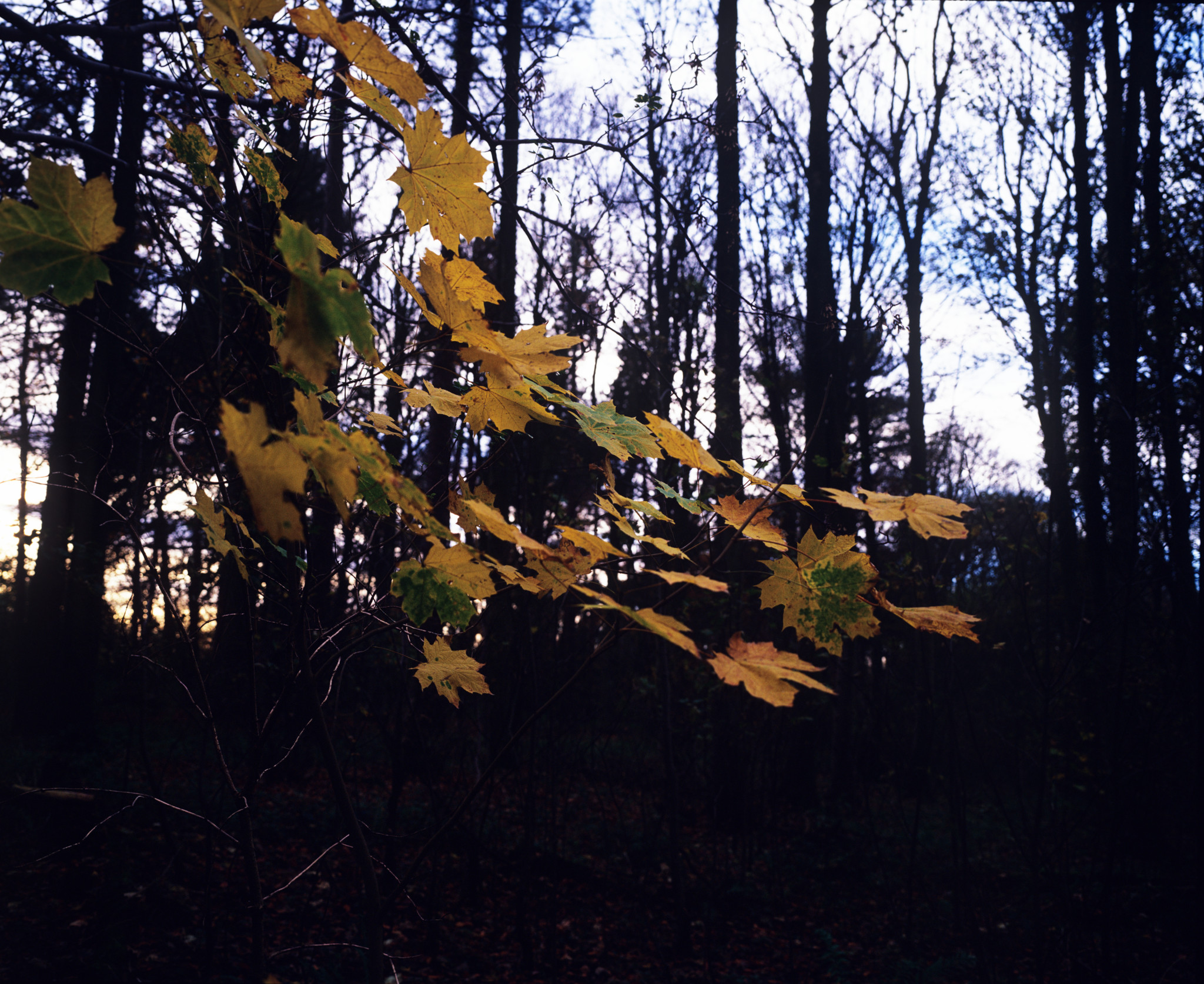 Autumn leaves colour - 1