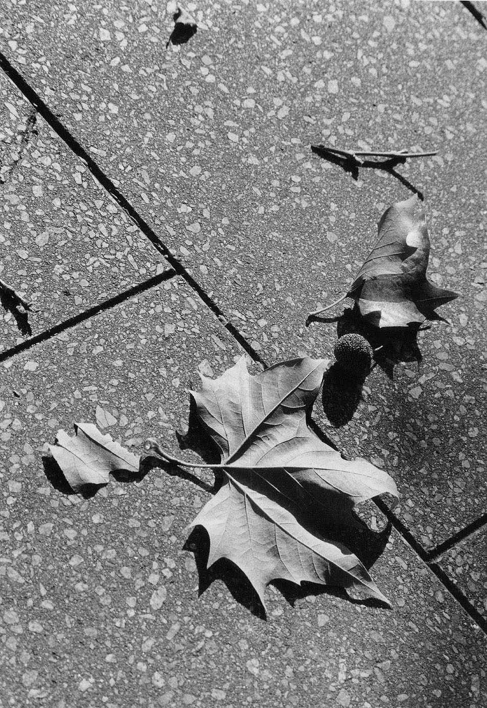 Autumn Leaves Still-Life