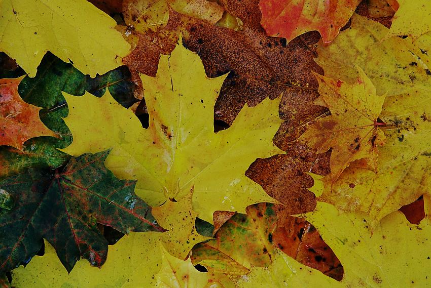 Autumn leaves