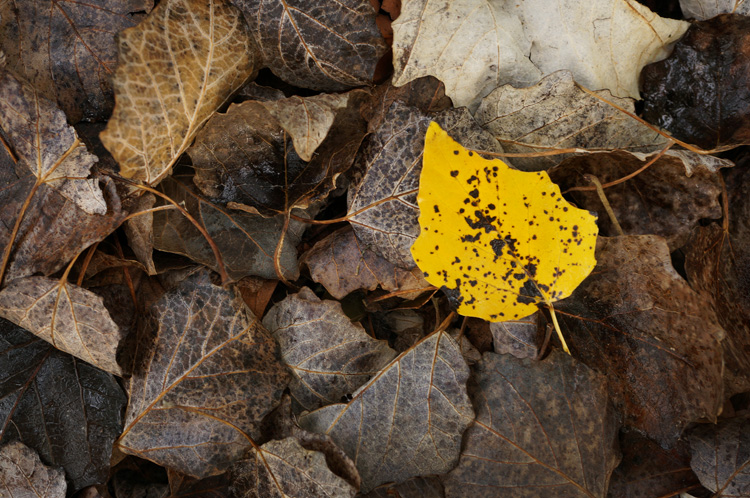 Autumn leaves