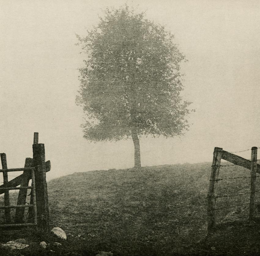 AUTUMN MIST