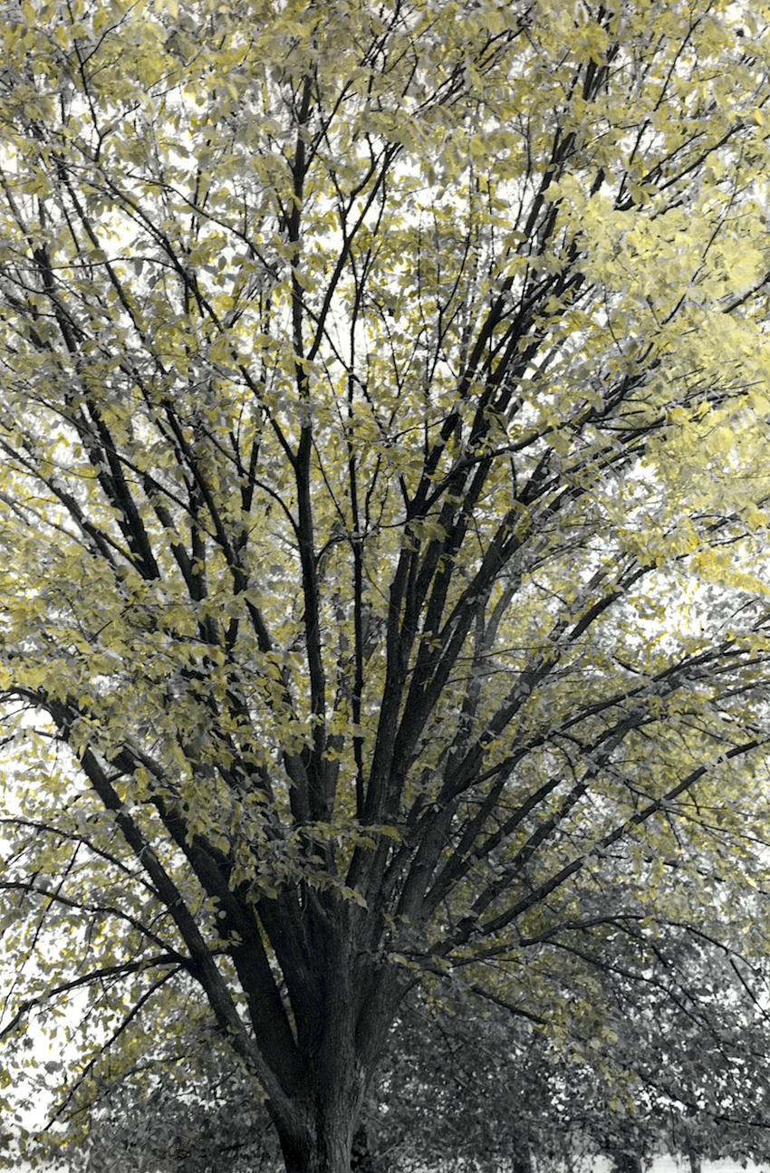 Autumn near the river