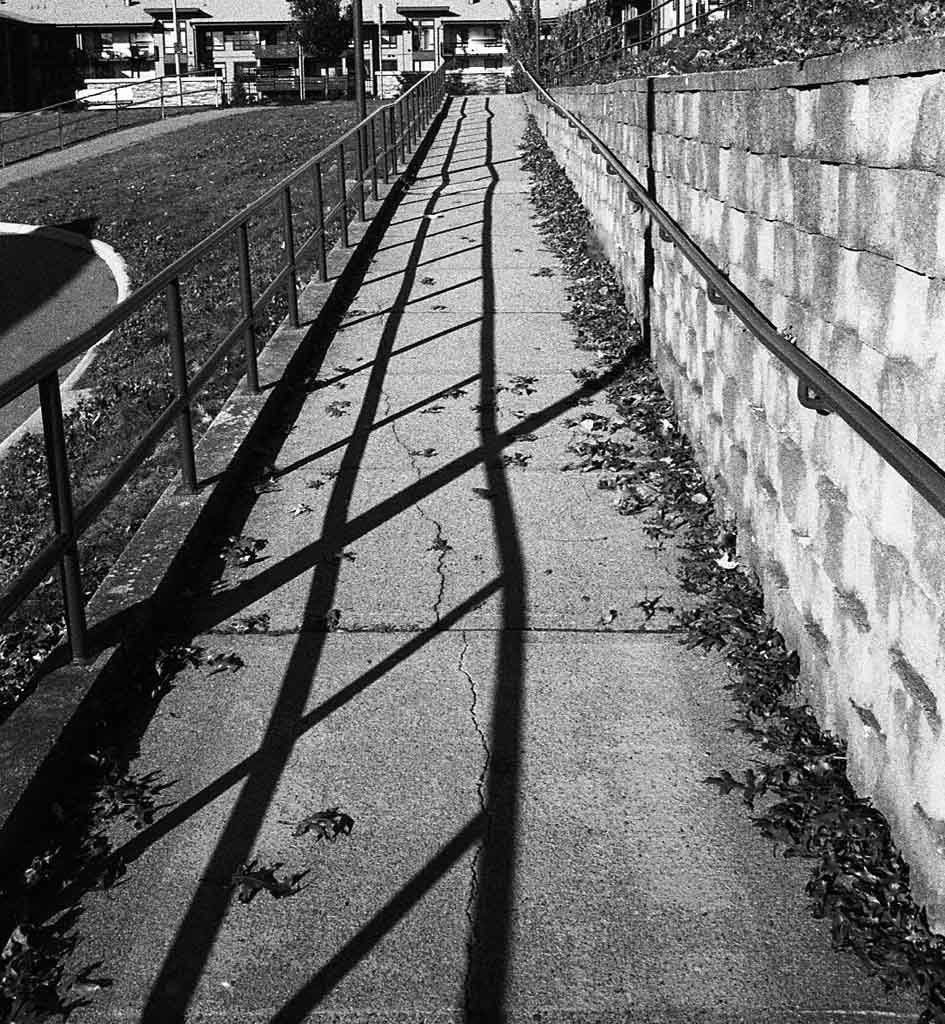 Autumn Shadows