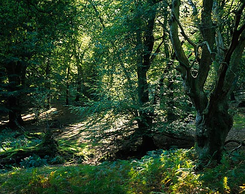 Autumn sun - Mark Ash Wood
