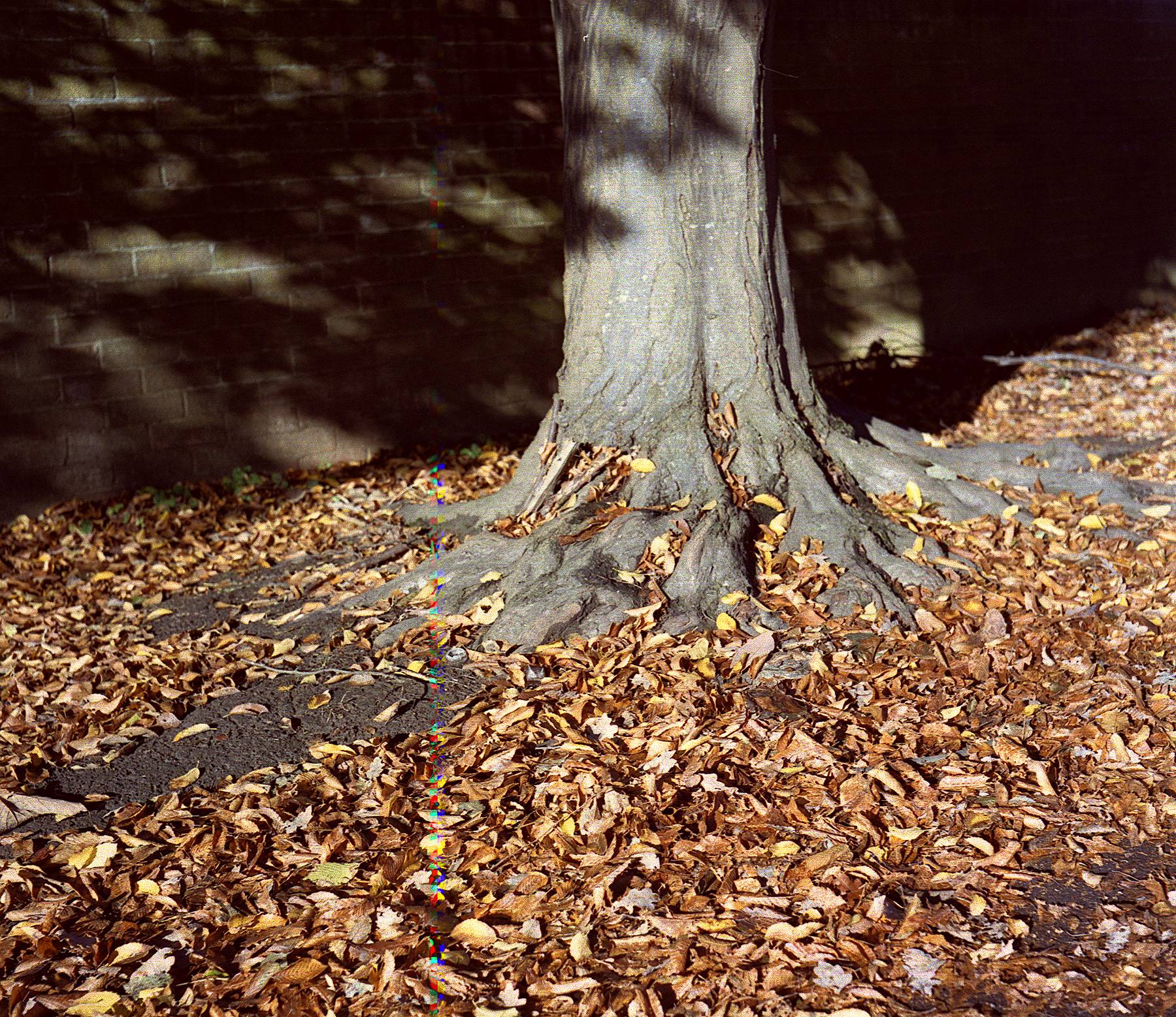 Autumn Textures