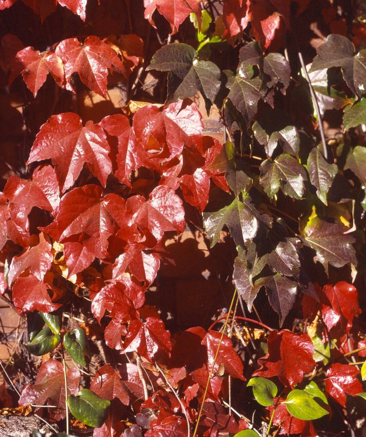 Autumn Tints 03