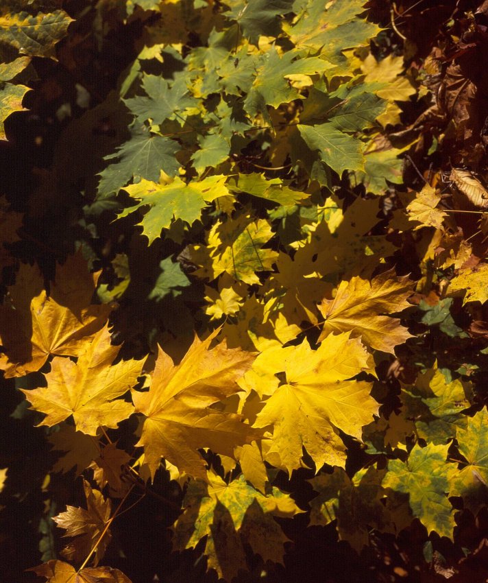 Autumn Tints 04