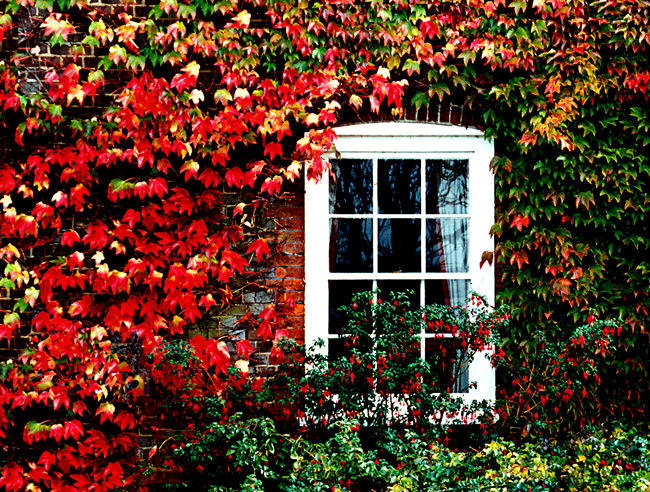 Autumn Window
