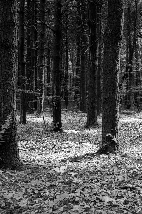 Autumn woods