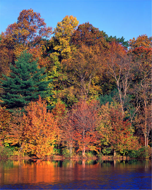 Autumn, Young's Pond