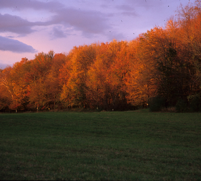 Autumnal Dusk I